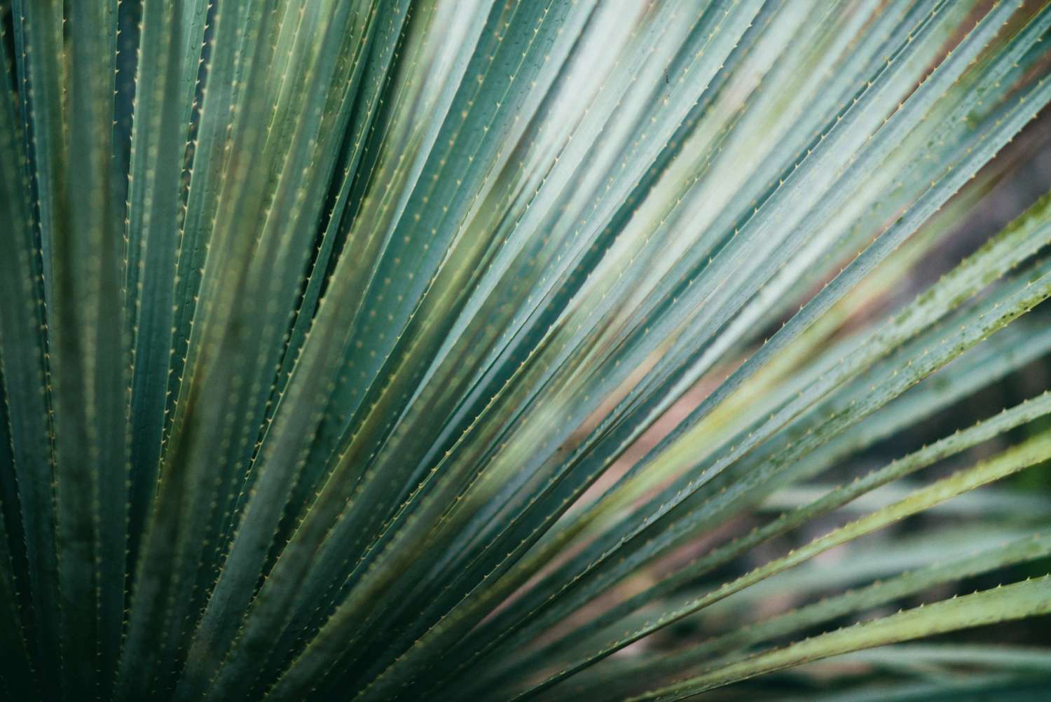 Armando castillejos gGdYFRRFcbg unsplash